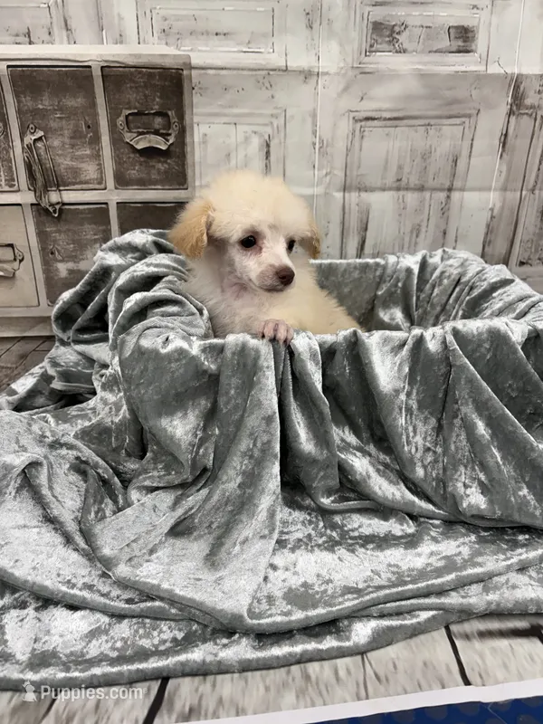 Marie – Poodle - Toy  puppy for sale in Scranton, SC
