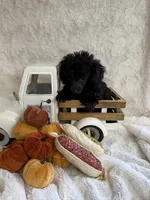 Ebony, a female Poodle - Toy  for sale in Scranton, SC – 5 of 5