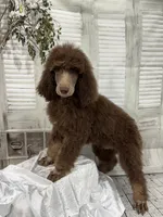 Phantom male CKC , a male Poodle - Standard  for sale in Scranton, SC – 2 of 8
