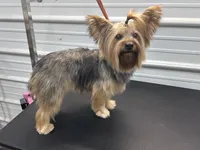 Cindy, a female Yorkshire Terrier for sale in Scranton, SC – 2 of 2