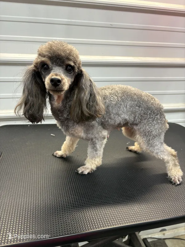 Nena – Poodle - Toy  puppy for sale in Scranton, SC