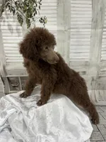 Priscilla ckc, a female Poodle - Standard  for sale in Scranton, SC – 7 of 9