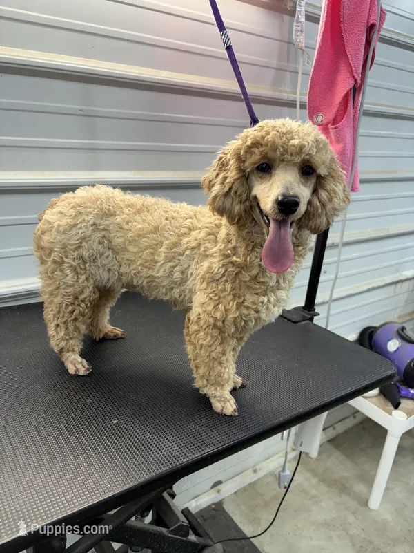 Butterscotch  – Poodle - Toy  puppy for sale in Scranton, SC