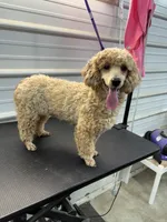 Butterscotch , a female Poodle - Toy  for sale in Scranton, SC – 1 of 1