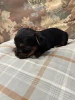 Yorkie male , a male Yorkshire Terrier for sale in Scranton, SC – 7 of 9