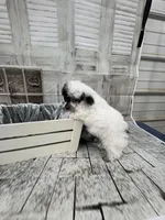 Nemo, a male Poodle - Toy  for sale in Scranton, SC – 2 of 6
