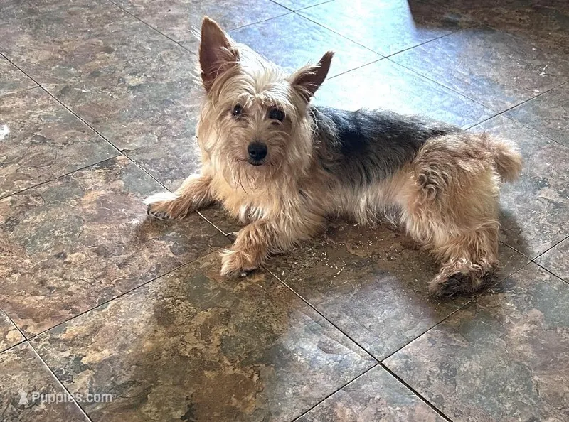 Lulu – Silky Terrier puppy for sale in Scranton, SC