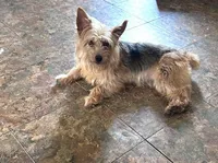 Lulu, a female Silky Terrier for sale in Scranton, SC – 1 of 1