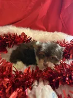 Thomas, a male Yorkshire Terrier and Biewer for sale in Scranton, SC – Photo 3 of 3