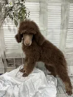 Phantom male CKC , a male Poodle - Standard  for sale in Scranton, SC – 5 of 8