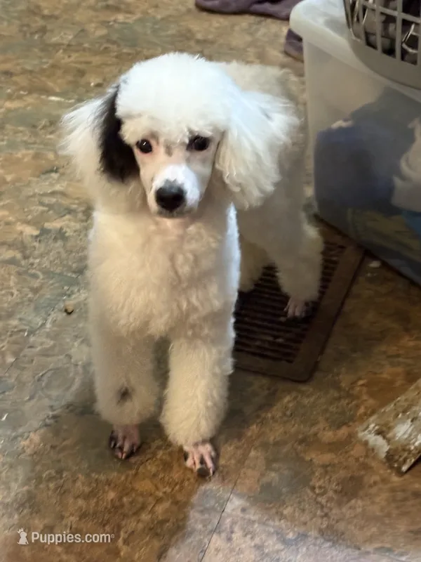 Easter – Poodle - Toy  puppy for sale in Scranton, SC