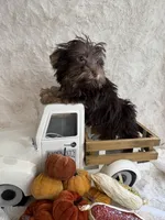 Hazel, a female Yorkshire Terrier for sale in Scranton, SC – 5 of 7