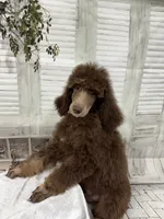 Phantom male CKC , a male Poodle - Standard  for sale in Scranton, SC – 8 of 8