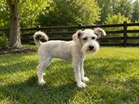Rosie, a female Miniature Schnauzer for sale in Scranton, SC – 1 of 4