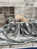 Marie, a female Poodle - Toy  for sale in Scranton, SC – 3 of 3