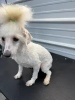 Holly, a female Poodle - Toy  for sale in Scranton, SC – 3 of 3
