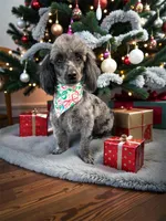 Princess , a female Poodle - Toy  for sale in Scranton, SC – Photo 1 of 3