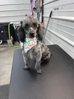 Princess , a female Poodle - Toy  for sale in Scranton, SC – Photo 2 of 3