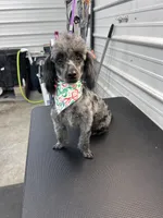 Princess , a female Poodle - Toy  for sale in Scranton, SC – Photo 3 of 3
