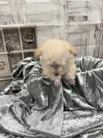 Marie, a female Poodle - Toy  for sale in Scranton, SC – 2 of 3