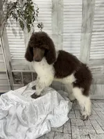 Sasha, a female Poodle - Standard  for sale in Scranton, SC – 2 of 7