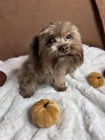 Winter, a female Yorkshire Terrier for sale in Scranton, SC – 2 of 4