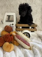 Ebony, a female Poodle - Toy  for sale in Scranton, SC – 4 of 5