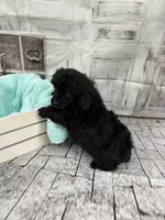 Julia, a female Poodle - Toy  for sale in Scranton, SC – Photo 6 of 6