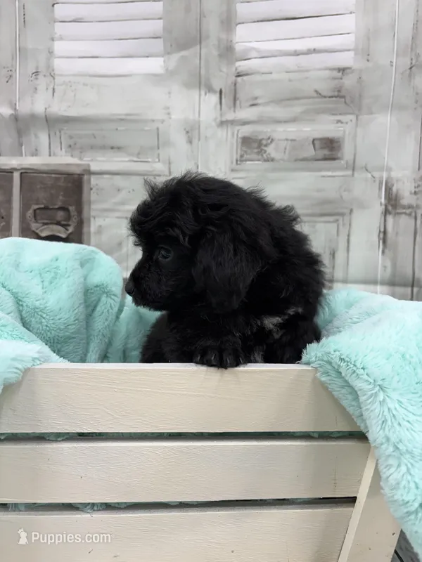 Julia – Poodle - Toy  puppy for sale in Scranton, SC