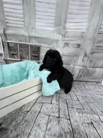 Julia, a female Poodle - Toy  for sale in Scranton, SC – Photo 3 of 6