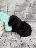 Julia, a female Poodle - Toy  for sale in Scranton, SC – Photo 5 of 6