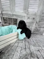 Julia, a female Poodle - Toy  for sale in Scranton, SC – Photo 2 of 6