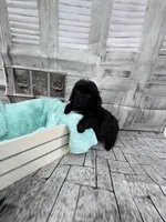 Julia, a female Poodle - Toy  for sale in Scranton, SC – Photo 4 of 6