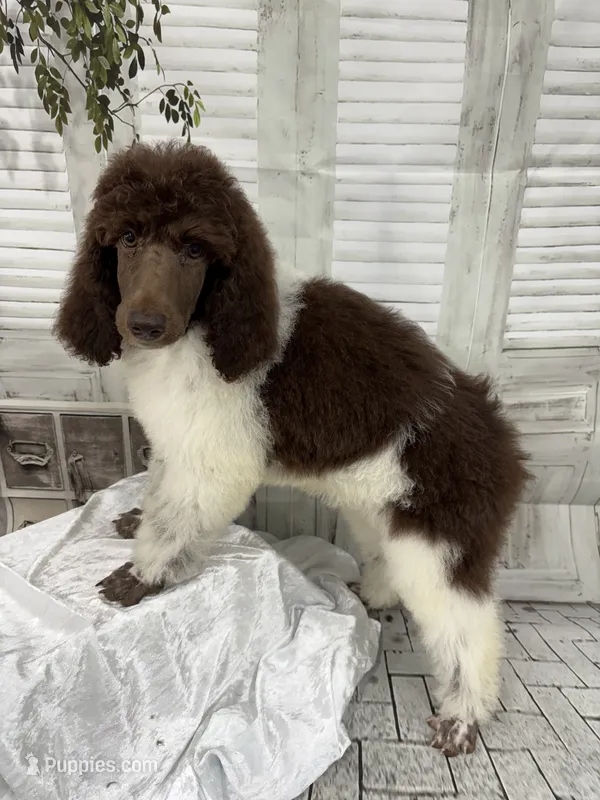 Sasha – Poodle - Standard  puppy for sale in Scranton, SC