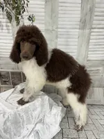 Sasha, a female Poodle - Standard  for sale in Scranton, SC – 1 of 7