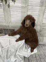 Priscilla ckc, a female Poodle - Standard  for sale in Scranton, SC – 6 of 9