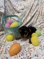 Peter, a male Yorkshire Terrier for sale in Scranton, SC – Photo 3 of 4