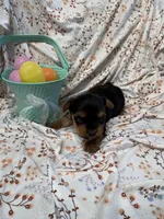 Peter, a male Yorkshire Terrier for sale in Scranton, SC – Photo 2 of 4