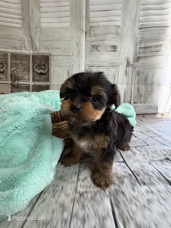 Peter – Yorkshire Terrier puppy for sale in Scranton, SC