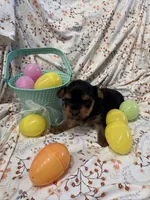 Peter, a male Yorkshire Terrier for sale in Scranton, SC – Photo 4 of 4