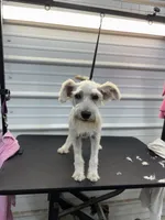 Rosie, a female Miniature Schnauzer for sale in Scranton, SC – 2 of 4