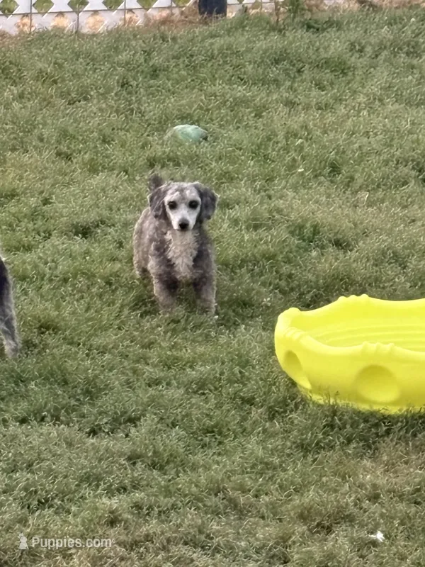 Tippy moo cow – Poodle - Miniature  puppy for sale in Scranton, SC