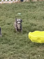 Tippy moo cow, a female Poodle - Miniature  for sale in Scranton, SC – 1 of 1