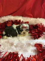 Miriam, a female Yorkshire Terrier and Biewer for sale in Scranton, SC – Photo 3 of 3