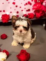 Miriam, a female Yorkshire Terrier and Biewer for sale in Scranton, SC – Photo 1 of 3