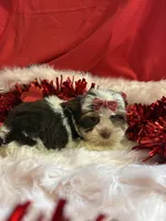 Miriam, a female Yorkshire Terrier and Biewer for sale in Scranton, SC – Photo 2 of 3
