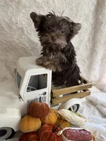 Hazel, a female Yorkshire Terrier for sale in Scranton, SC – 6 of 7