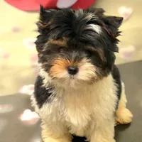 Bartholomew, a male Yorkshire Terrier and Biewer for sale in Scranton, SC – Photo 1 of 5