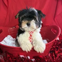 Bartholomew, a male Yorkshire Terrier and Biewer for sale in Scranton, SC – Photo 2 of 5