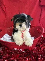 Bartholomew, a male Yorkshire Terrier and Biewer for sale in Scranton, SC – Photo 2 of 5